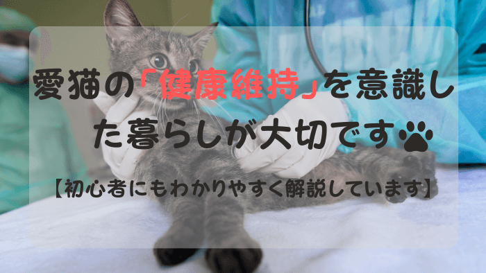 健康診断を受ける猫