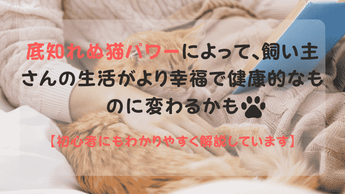 飼い主さんに寄り添う猫