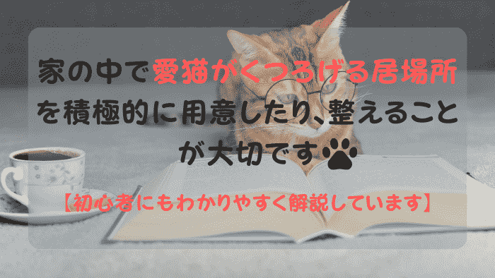 家の中で本を読む猫