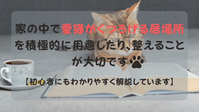 家の中で本を読む猫