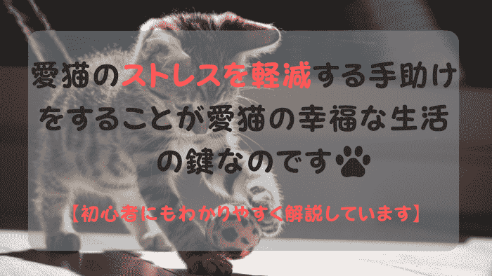 おもちゃで遊ぶ子猫