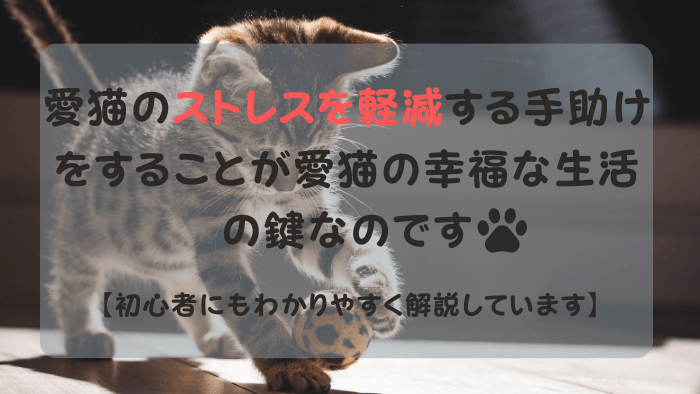 おもちゃで遊ぶ子猫