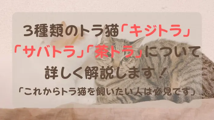 猫 キジトラ サバトラ 茶トラ