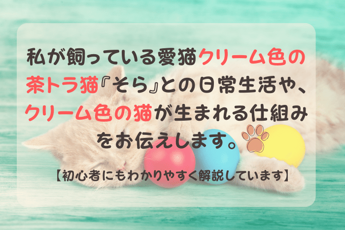 クリーム色の茶トラ猫