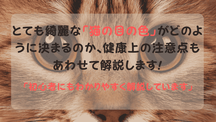 猫の目の色はどのように決まる？