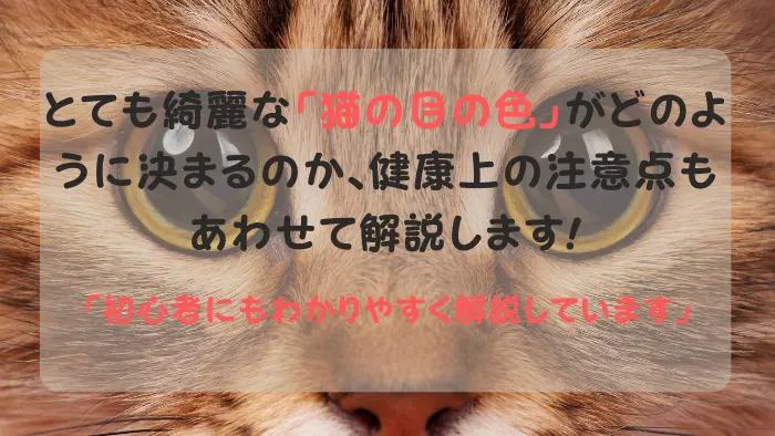 猫の目の色はどのように決まる？