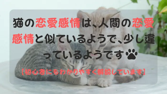 猫 恋愛感情