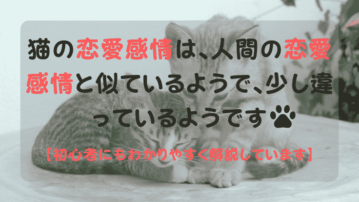 寄り添う2匹のトラ柄の猫