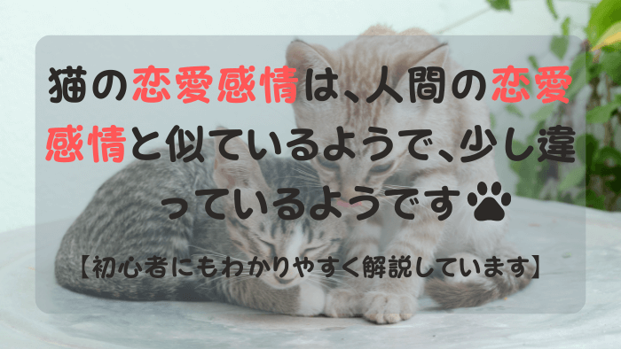 寄り添う2匹のトラ柄の猫