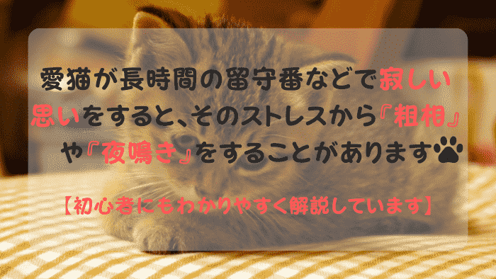 猫の寂しい感情