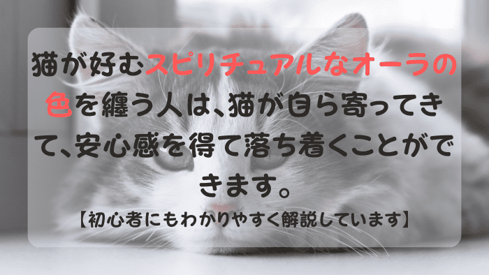 飼い主のスピリチュアルオーラを見極めている猫