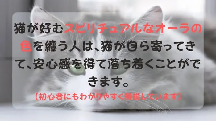 飼い主のスピリチュアルオーラを見極めている猫