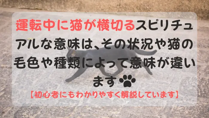 運転中に猫が横切る スピリチュアル