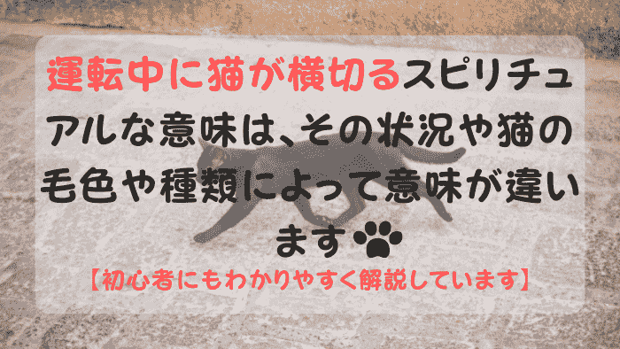 道路を横切る黒猫