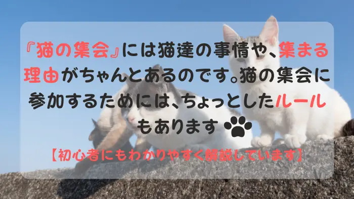 猫の集会 スピリチュアル