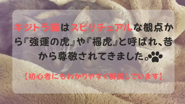 キジトラ猫 スピリチュアル