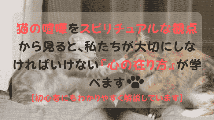 猫の喧嘩 スピリチュアル