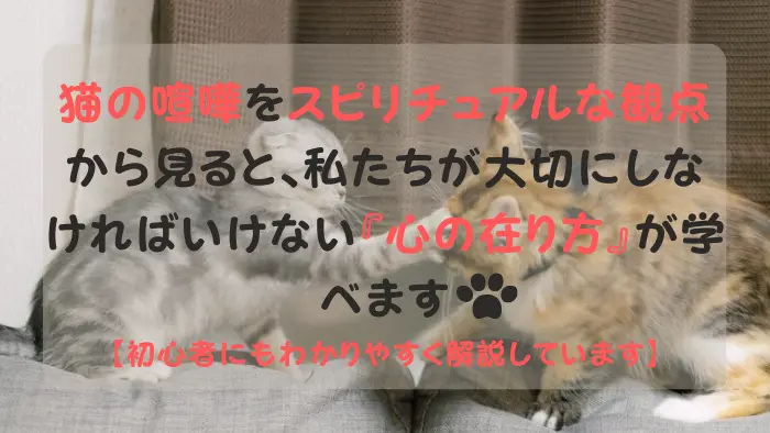 猫の喧嘩 スピリチュアル
