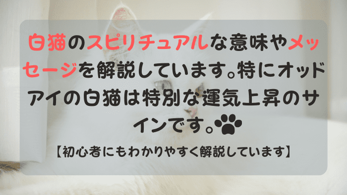 振り向くオッドアイのスピリチュアルな白猫