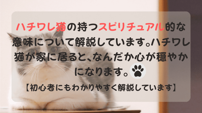 ハチワレ猫の可愛い表情 鼻がハートの猫