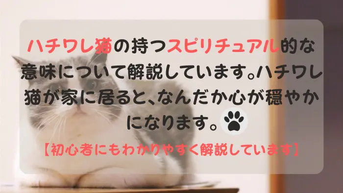 ハチワレ猫 スピリチュアル