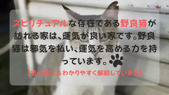 野良猫 スピリチュアル