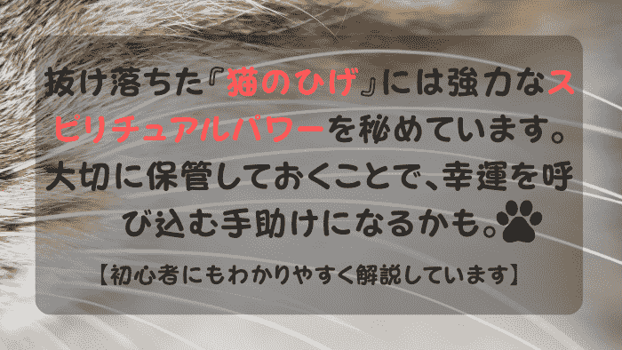 スピリチュアルな可愛い猫の“ひげ”