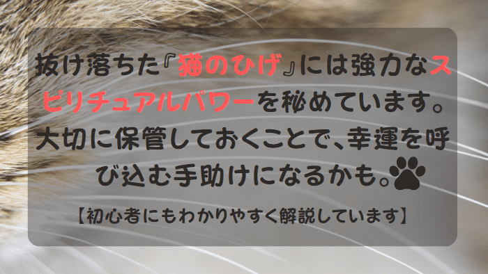 スピリチュアルな可愛い猫の“ひげ”