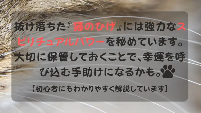スピリチュアルな可愛い猫の“ひげ”