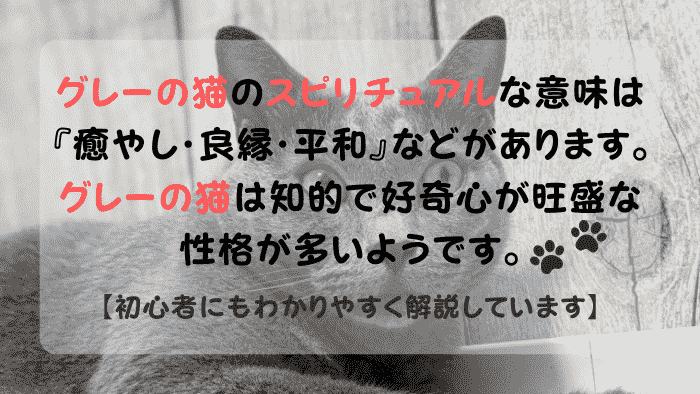 ビックリした顔のスピリチュアルなグレーの猫