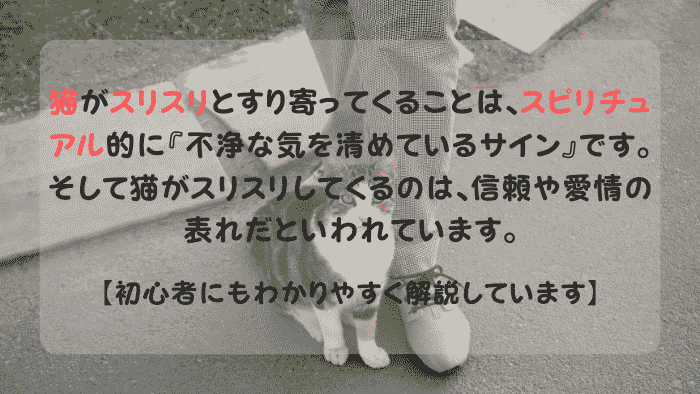 男性の足にすり寄るスピリチュアルな猫