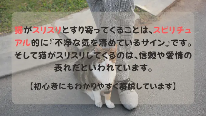 男性の足にすり寄るスピリチュアルな猫