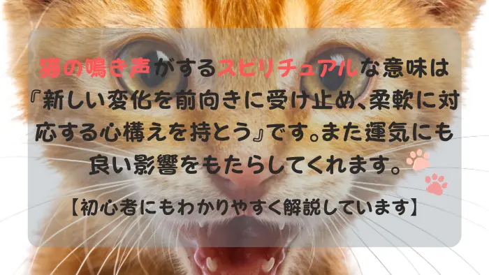 猫の鳴き声 スピリチュアル