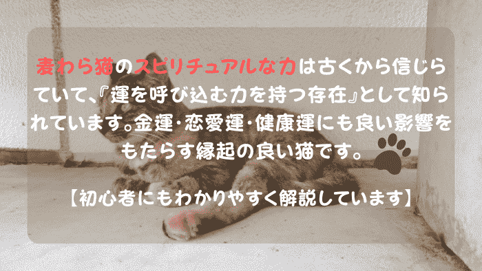 麦わら猫 スピリチュアル