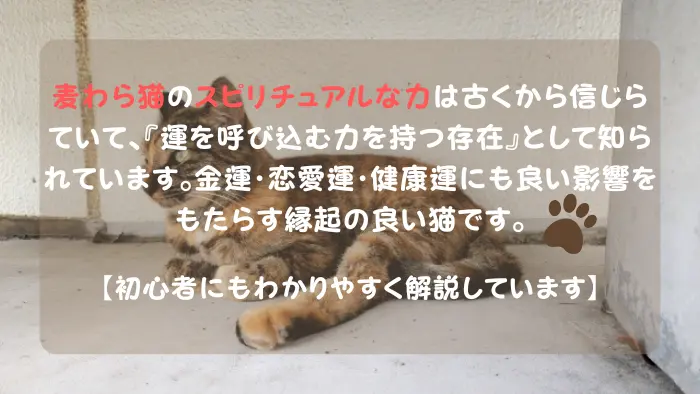 麦わら猫 スピリチュアル