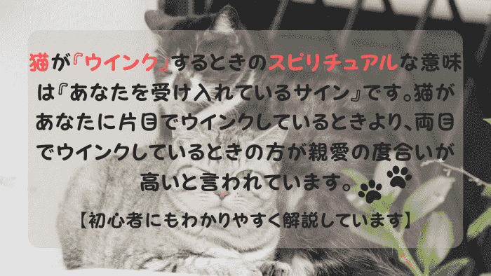 猫 ウインク スピリチュアル