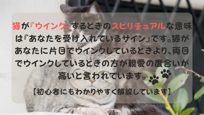 猫 ウインク スピリチュアル