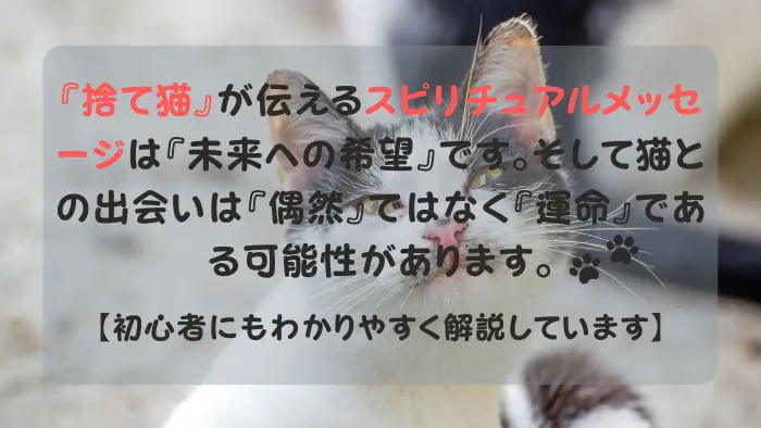 捨て猫 スピリチュアル
