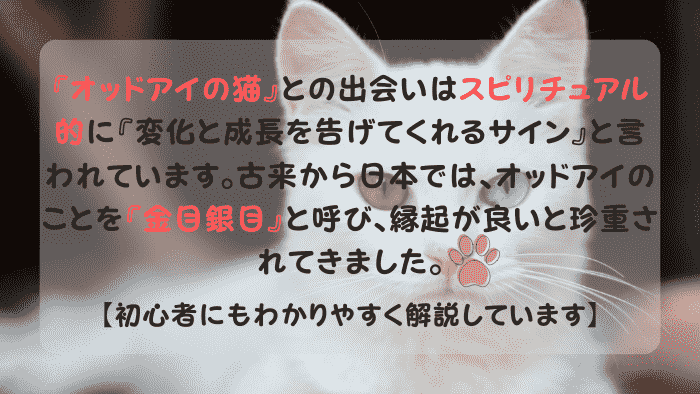 猫 オッドアイ スピリチュアル