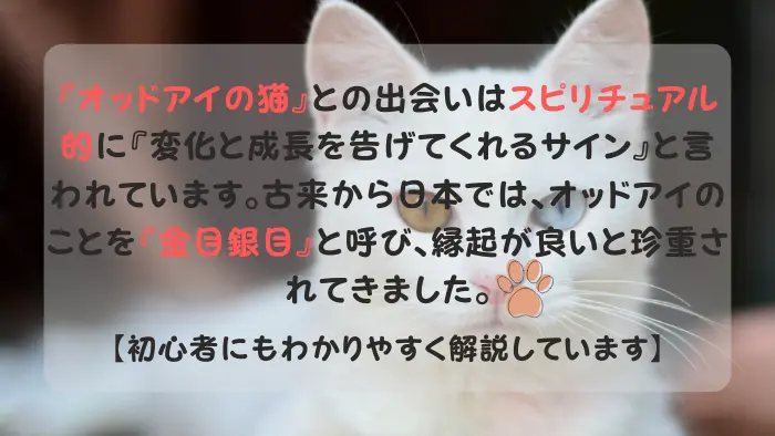 猫 オッドアイ スピリチュアル
