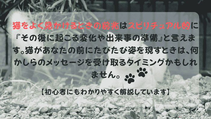 猫をよく見る前兆 スピリチュアル