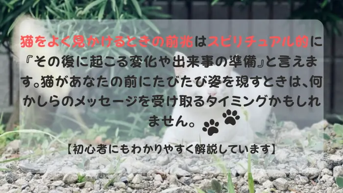 猫をよく見る前兆 スピリチュアル