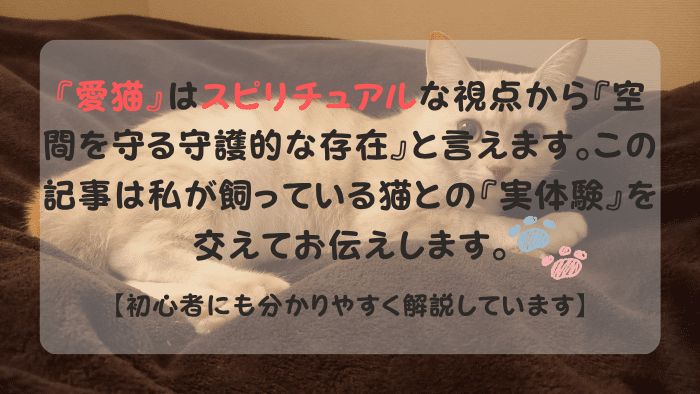 愛猫 スピリチュアル ブログ運営者の愛猫