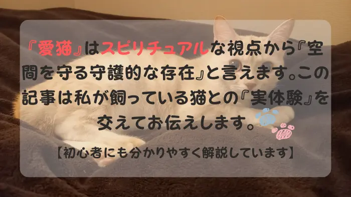 愛猫 スピリチュアル ブログ運営者の愛猫
