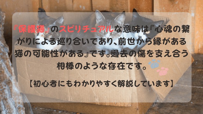 保護猫 スピリチュアル