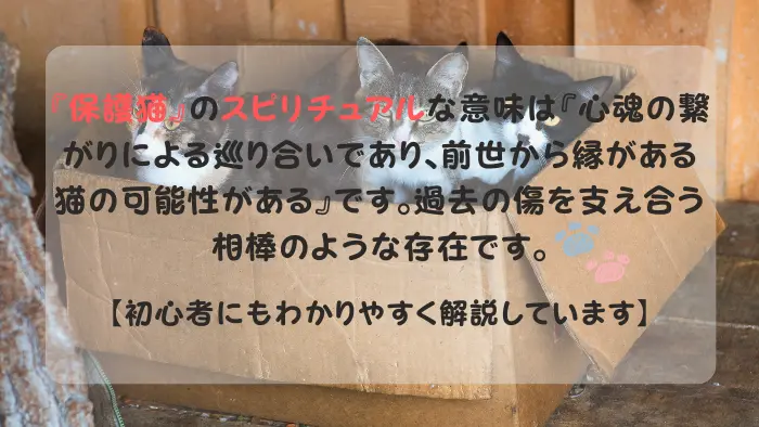 保護猫 スピリチュアル