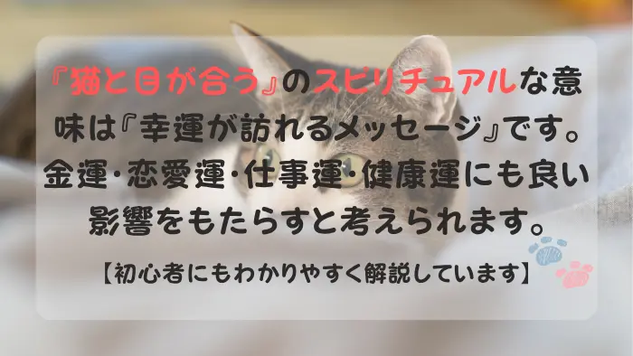 猫 目が合う スピリチュアル