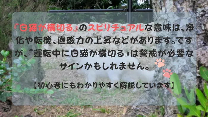 白猫 横切る スピリチュアル