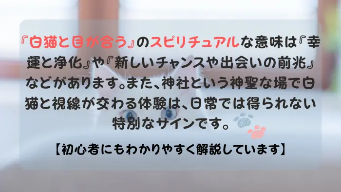 白猫と目が合う スピリチュアル