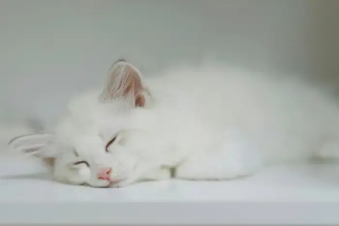 白猫にまつわるジンクス9選